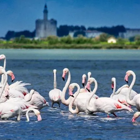Vakantiehuis Maison Historique Au Coeur Des Remparts Aigues-Mortes
